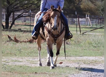 Paint Horse, Merrie, 9 Jaar, 152 cm, Grullo