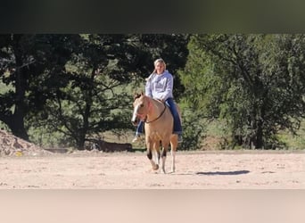Paint Horse, Merrie, 9 Jaar, 152 cm, Grullo