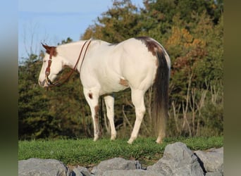 Paint Horse, Merrie, 9 Jaar, 152 cm, Overo-alle-kleuren