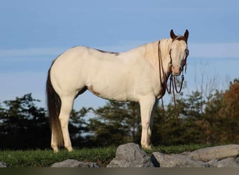 Paint Horse, Merrie, 9 Jaar, 152 cm, Overo-alle-kleuren
