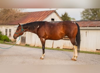 Paint Horse, Merrie, 9 Jaar, 155 cm, Gevlekt-paard