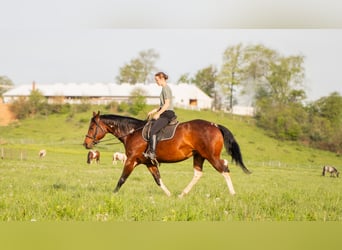 Paint Horse, Merrie, 9 Jaar, 155 cm, Gevlekt-paard