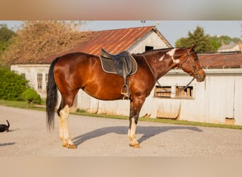 Paint Horse, Merrie, 9 Jaar, 155 cm, Gevlekt-paard