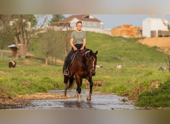 Paint Horse, Merrie, 9 Jaar, 155 cm, Gevlekt-paard