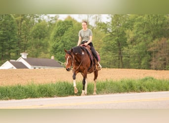 Paint Horse, Merrie, 9 Jaar, 155 cm, Gevlekt-paard