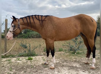 Paint Horse, Merrie, 9 Jaar, Buckskin