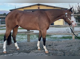 Paint Horse, Merrie, 9 Jaar, Buckskin