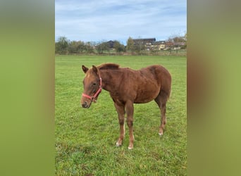 Paint Horse, Merrie, veulen (04/2024), 147 cm, Donkere-vos