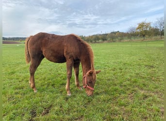 Paint Horse, Merrie, veulen (04/2024), 147 cm, Donkere-vos