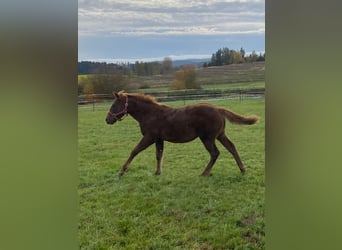 Paint Horse, Merrie, veulen (04/2024), 147 cm, Donkere-vos