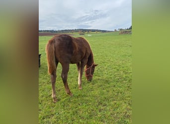 Paint Horse, Merrie, , 147 cm, Donkere-vos