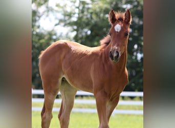 Paint Horse Mix, Merrie, Veulen (05/2025), 150 cm, Bruin