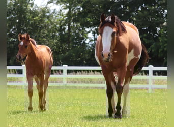 Paint Horse Mix, Merrie, Veulen (05/2025), 150 cm, Bruin