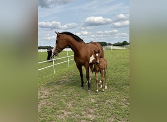 Paint Horse Mix, Merrie, Veulen (05/2025), 150 cm, Bruin