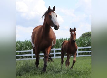 Paint Horse Mix, Merrie, Veulen (05/2025), 150 cm, Bruin