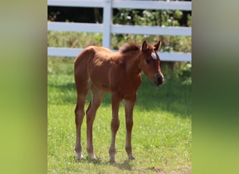 Paint Horse Mix, Merrie, Veulen (05/2025), 150 cm, Bruin