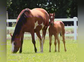 Paint Horse Mix, Merrie, Veulen (05/2025), 150 cm, Bruin