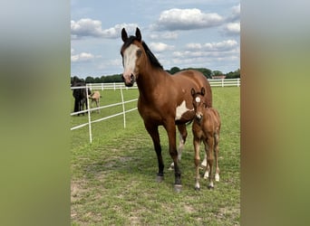Paint Horse Mix, Merrie, Veulen (05/2025), 150 cm, Bruin