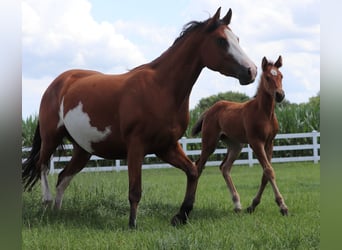 Paint Horse Mix, Merrie, Veulen (05/2025), 150 cm, Bruin