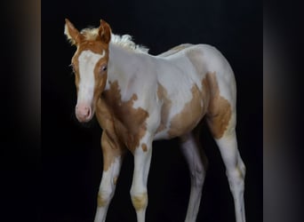Paint Horse, Merrie, veulen (05/2023), 150 cm, Champagne