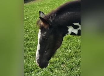 Paint Horse Mix, Merrie, veulen (05/2024), 150 cm, Gevlekt-paard