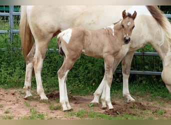 Paint Horse, Merrie, Veulen (05/2025), 150 cm, Tobiano-alle-kleuren