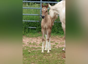 Paint Horse, Merrie, Veulen (05/2025), 150 cm, Tobiano-alle-kleuren