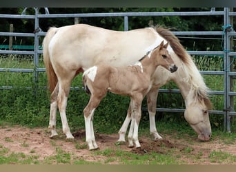 Paint Horse, Merrie, Veulen (05/2025), 150 cm, Tobiano-alle-kleuren