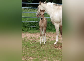 Paint Horse, Merrie, Veulen (05/2025), 150 cm, Tobiano-alle-kleuren