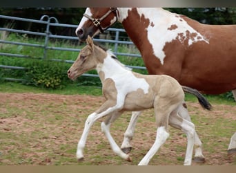 Paint Horse, Merrie, veulen (05/2023), 153 cm, Champagne