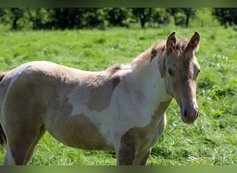Paint Horse, Merrie, veulen (05/2023), 153 cm, Champagne