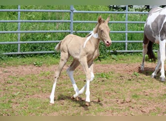 Paint Horse, Merrie, veulen (05/2023), 153 cm, Champagne