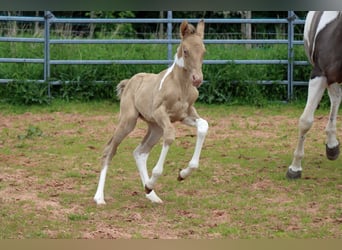 Paint Horse, Merrie, veulen (05/2023), 153 cm, Champagne