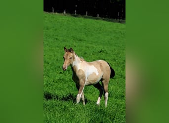 Paint Horse, Merrie, veulen (05/2023), 153 cm, Champagne