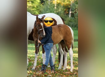 Paint Horse, Merrie, Veulen (05/2025), 153 cm, Falbe