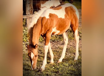 Paint Horse, Merrie, veulen (06/2023), 154 cm, Tobiano-alle-kleuren