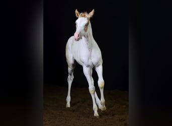 Paint Horse, Merrie, veulen (07/2023), 155 cm, Champagne