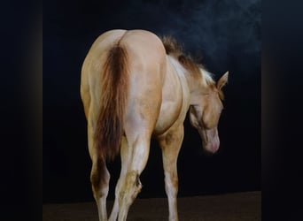 Paint Horse, Merrie, veulen (03/2023), 155 cm, Champagne