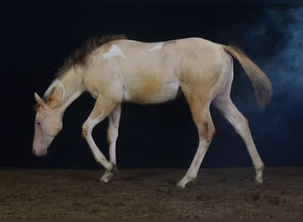 Paint Horse, Merrie, veulen (03/2023), 155 cm, Champagne