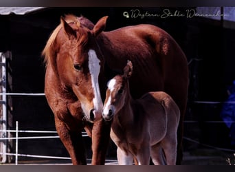 Paint Horse, Merrie, , 155 cm, Donkerbruin