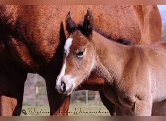 Paint Horse, Merrie, , 155 cm, Donkerbruin
