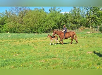 Paint Horse, Merrie, , 155 cm, Donkerbruin
