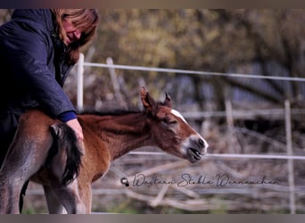Paint Horse, Merrie, , 155 cm, Donkerbruin