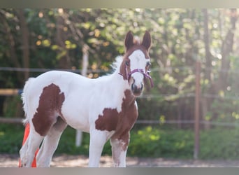 Paint Horse, Merrie, veulen (03/2024), 155 cm, Gevlekt-paard