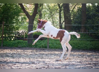 Paint Horse, Merrie, veulen (03/2024), 155 cm, Gevlekt-paard