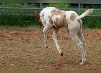 Paint Horse, Merrie, Veulen (05/2025), 155 cm, Tobiano-alle-kleuren