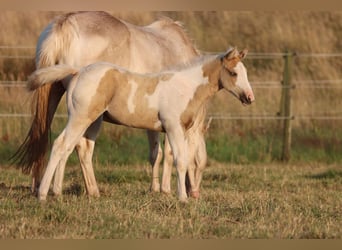Paint Horse, Merrie, Veulen (05/2025), 155 cm, Tobiano-alle-kleuren