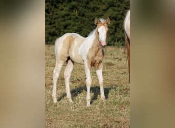 Paint Horse, Merrie, Veulen (05/2025), 155 cm, Tobiano-alle-kleuren