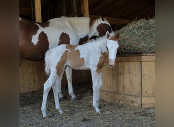 Paint Horse, Merrie, , 155 cm, Tovereo-alle-kleuren
