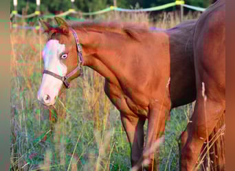 Paint Horse, Merrie, Veulen (02/2025), 155 cm, Vos